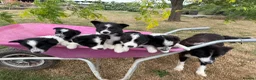 Border Collie dogs for sale: Fantastic Rough Coated Border Collies - Advert 1