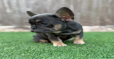French Bulldog dogs - Advert 9
