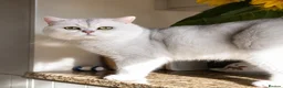 British Shorthair cats for stud: Superb quality NS12 for stud duties ONLY - Advert 8