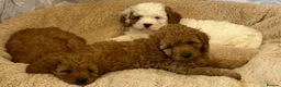 Cavapoo dogs for sale: Adorable F1 health clear cavapoo puppies in Staines - Advert 4