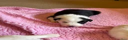 Border Collie dogs for sale: Black and White Border Collie Puppies! - Advert 8
