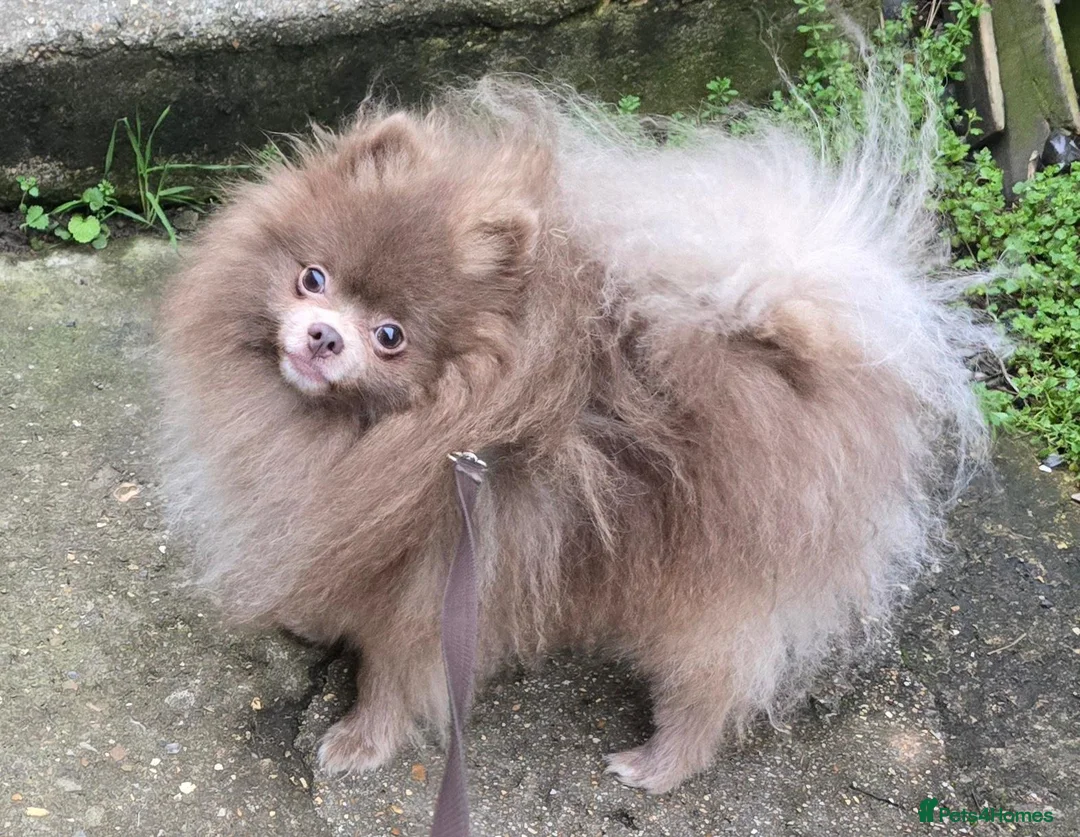 Pomeranian dogs for sale: Lilac RKC registered pomeranian male in Sevenoaks - Advert 1