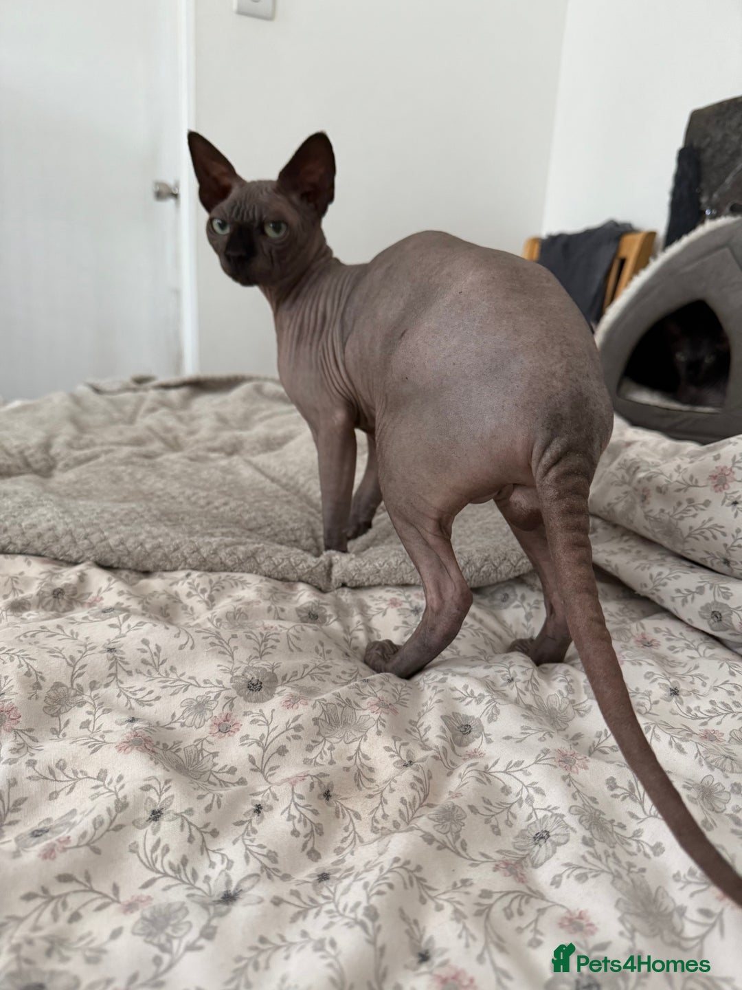 Sphynx cats for stud: TICA Registered Active Canadian Sphynx is for STUD - Image 6