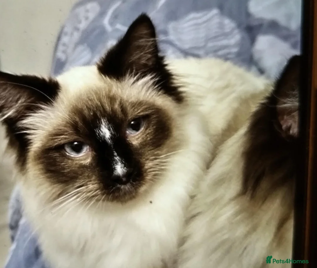 Ragdoll cats for sale: 1 year Ragdoll male available in Thornton Heath - Advert 2
