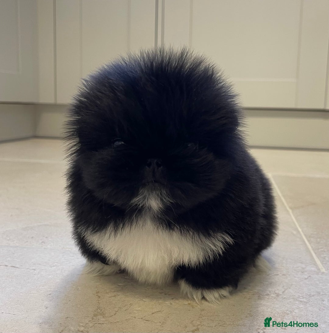 Pekingese dogs for sale: Gorgeous KC registered Pekingese Puppies  - Advert 1