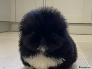 Pekingese dogs Gorgeous KC registered Pekingese Puppies - Advert 1