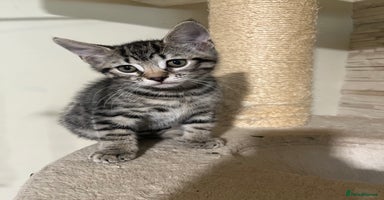 Mixed Breed cats - Advert 12