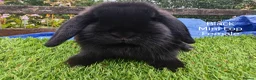 Mini Lop rabbits for sale: Various Mini Lop youngsters  - Advert 5
