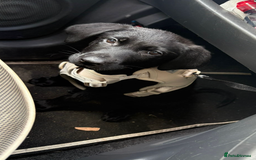 Mixed Breed dogs for sale: GSD x black Lab puppy  - Image 3
