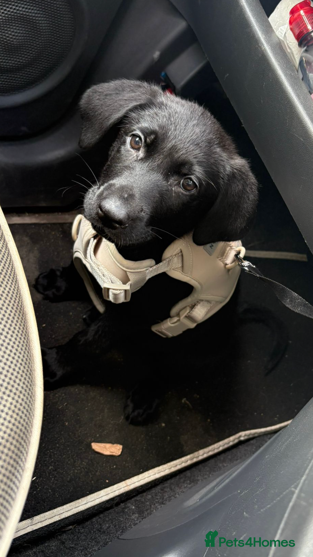 Mixed Breed dogs for sale: GSD x black Lab puppy  - Image 3