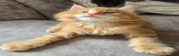 Maine Coon cats for sale: READY AUGUST- Tica Pedigree Maine Coons - Advert 3