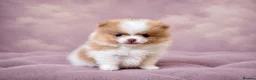 Pomeranian dogs for sale: ✨🐾 Exceptional KC Pom Boy Rare Isabella Parti💖 - Advert 2