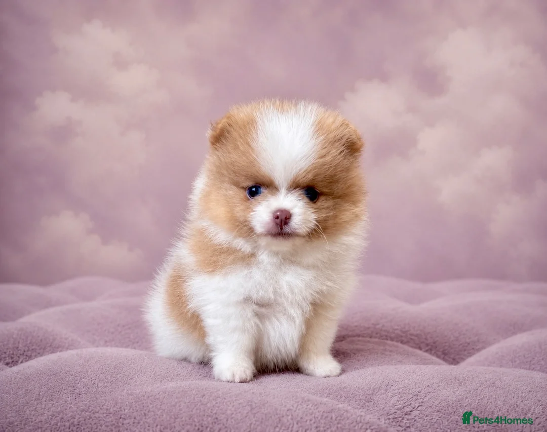 Pomeranian dogs for sale: ✨🐾 Exceptional KC Pom Boy Rare Isabella Parti💖 - Advert 2