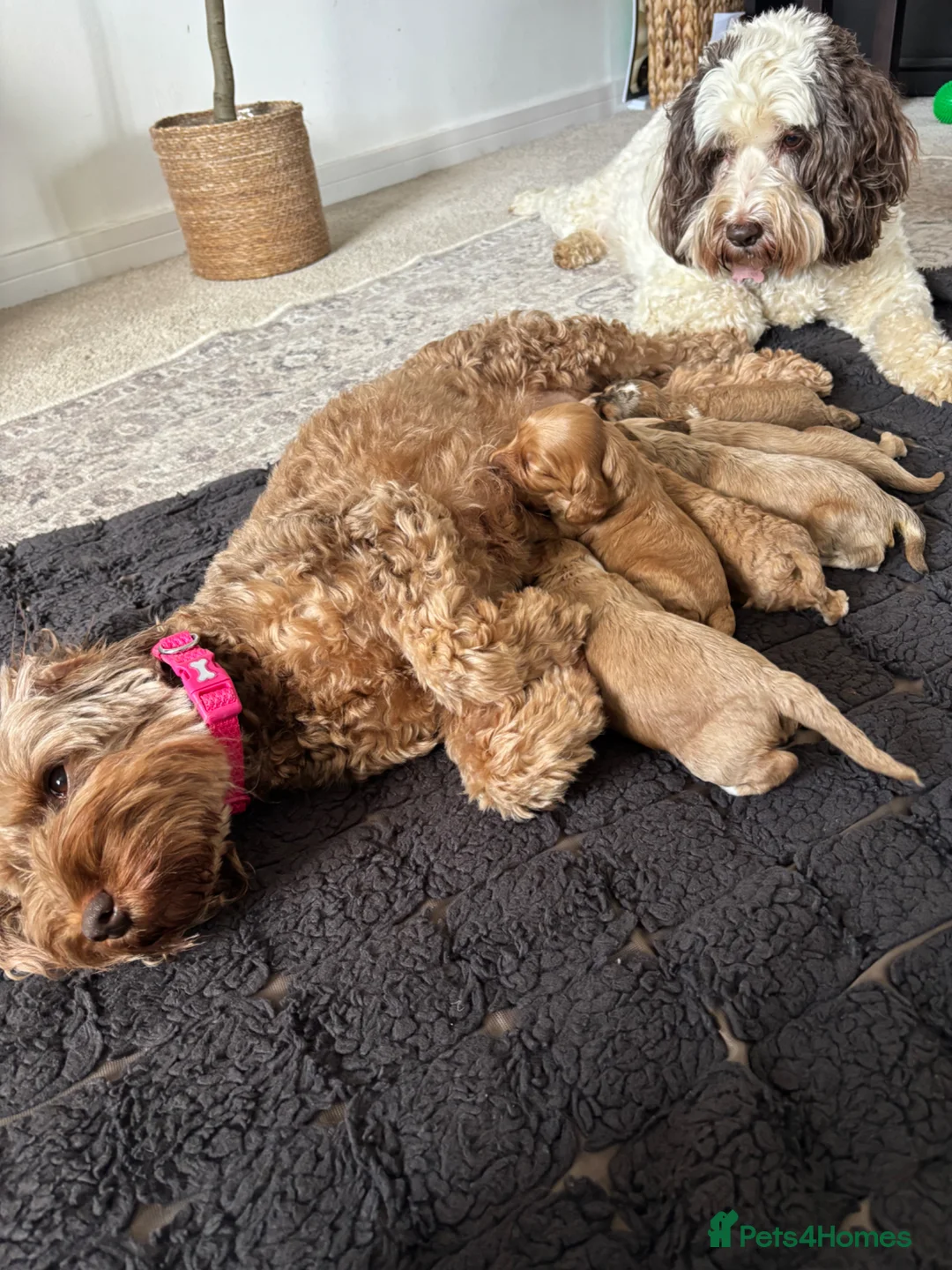 Cockapoo dogs for sale: 🐾Stunnimg Cockapoo Puppies 🐾 - Advert 16