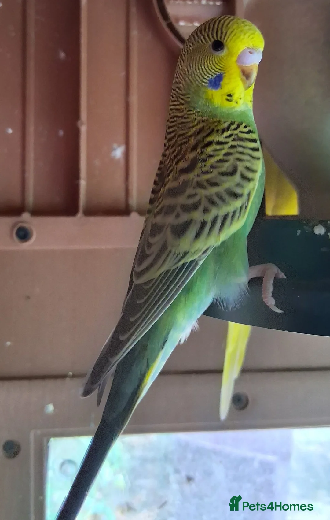 Budgerigars birds for sale: Budgerigar  - Advert 2