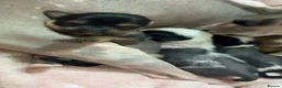 Chinese Crested dogs for sale: Pure Chinese crested  - Advert 15