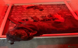 Labrador Retriever dogs for sale: Black pedigree Labradors only 3 girls available  - Image 6