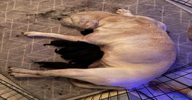 Mixed Breed dogs - Advert 10