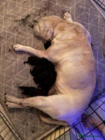 Mixed Breed dogs - Advert 10