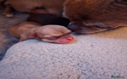Chihuahua dogs for sale: EXCELLENT BLOODLINE SMOOTHCOAT CHIHUAHUA PUPPIES - Image 13