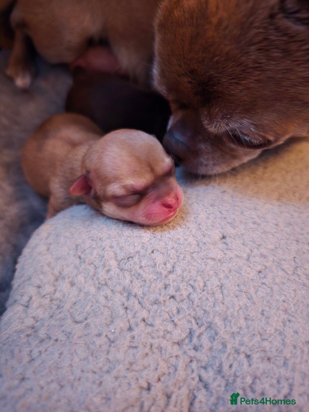 Chihuahua dogs for sale: EXCELLENT BLOODLINE SMOOTHCOAT CHIHUAHUA PUPPIES - Image 13
