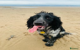 Cocker Spaniel dogs for sale: Loving Cocker Spaniel looking for adult only home  - Image 1