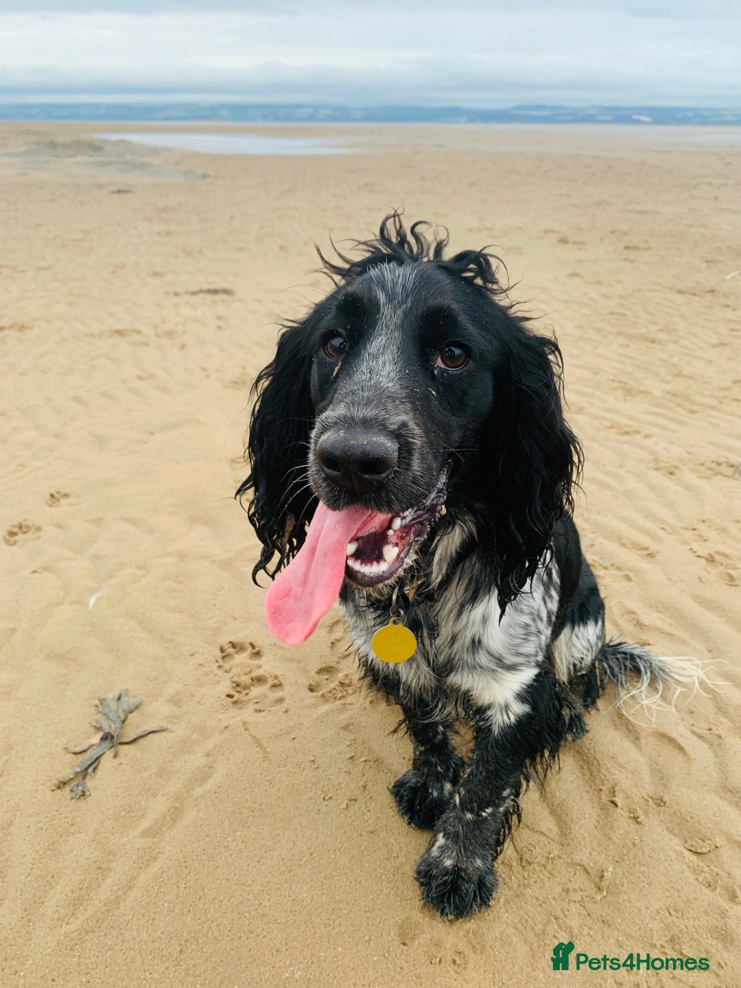 Cocker Spaniel dogs for sale: Loving Cocker Spaniel looking for adult only home  - Image 1