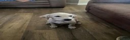 Golden Retriever dogs for sale: KC registered golden retriever  - Advert 2