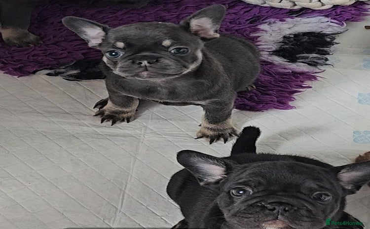 Frug dogs - Advert 5