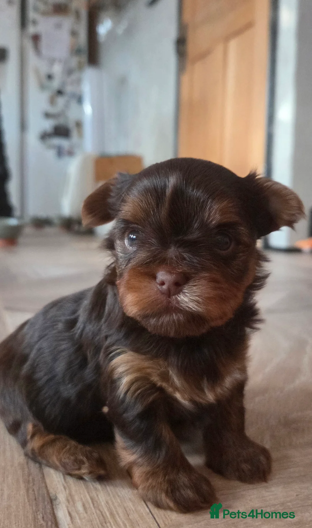 Yorkshire Terrier dogs for sale: Inka's 1st litter -Yorkshire terriers  - Advert 1