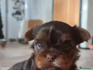 Yorkshire Terrier dogs Inka's 1st litter -Yorkshire terriers - Advert 1