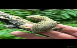 Gecko reptiles for sale: 2 Baby Leachianus Geckos - Image 7