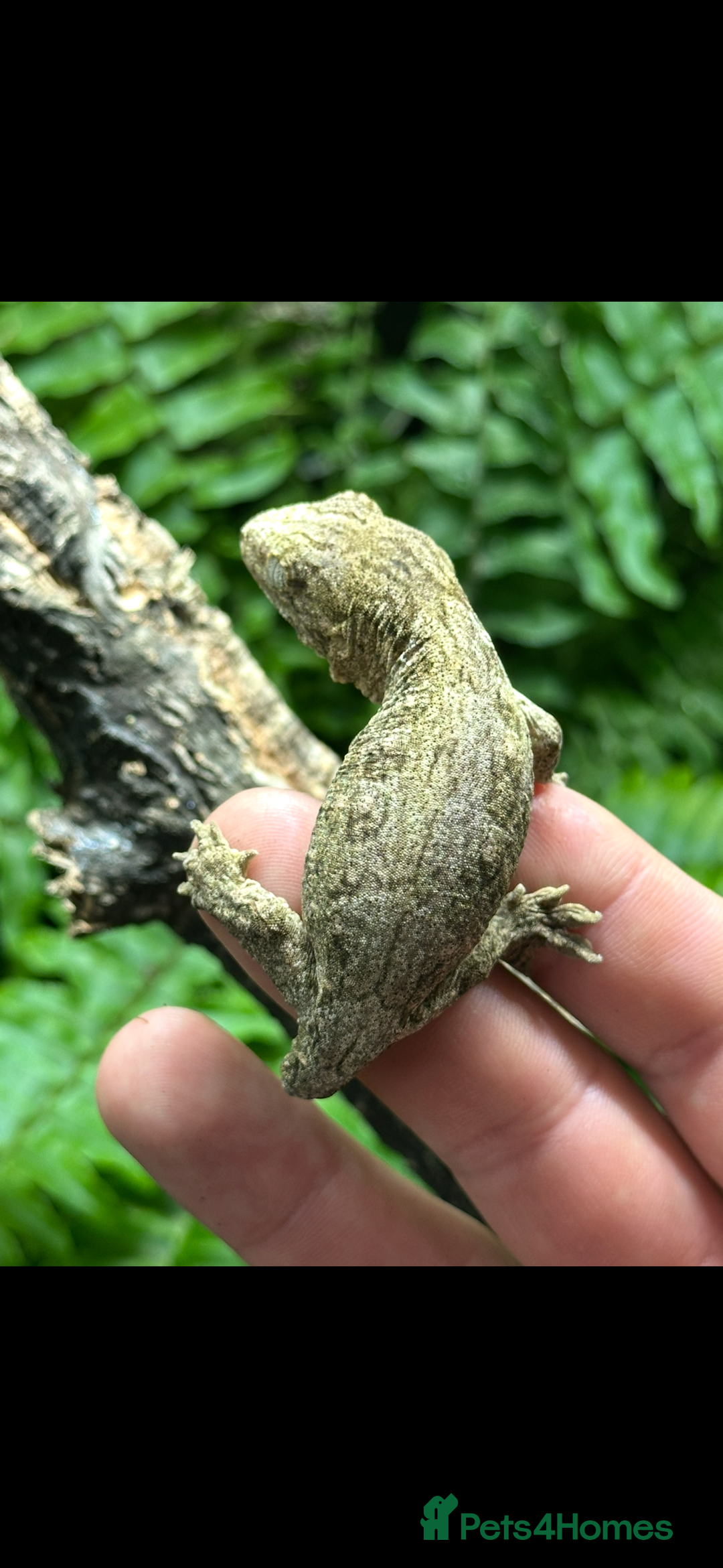 Gecko reptiles for sale: 2 Baby Leachianus Geckos - Image 7