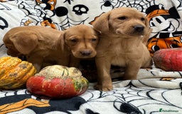 Labrador Retriever dogs for sale: Labrador pups - Image 5