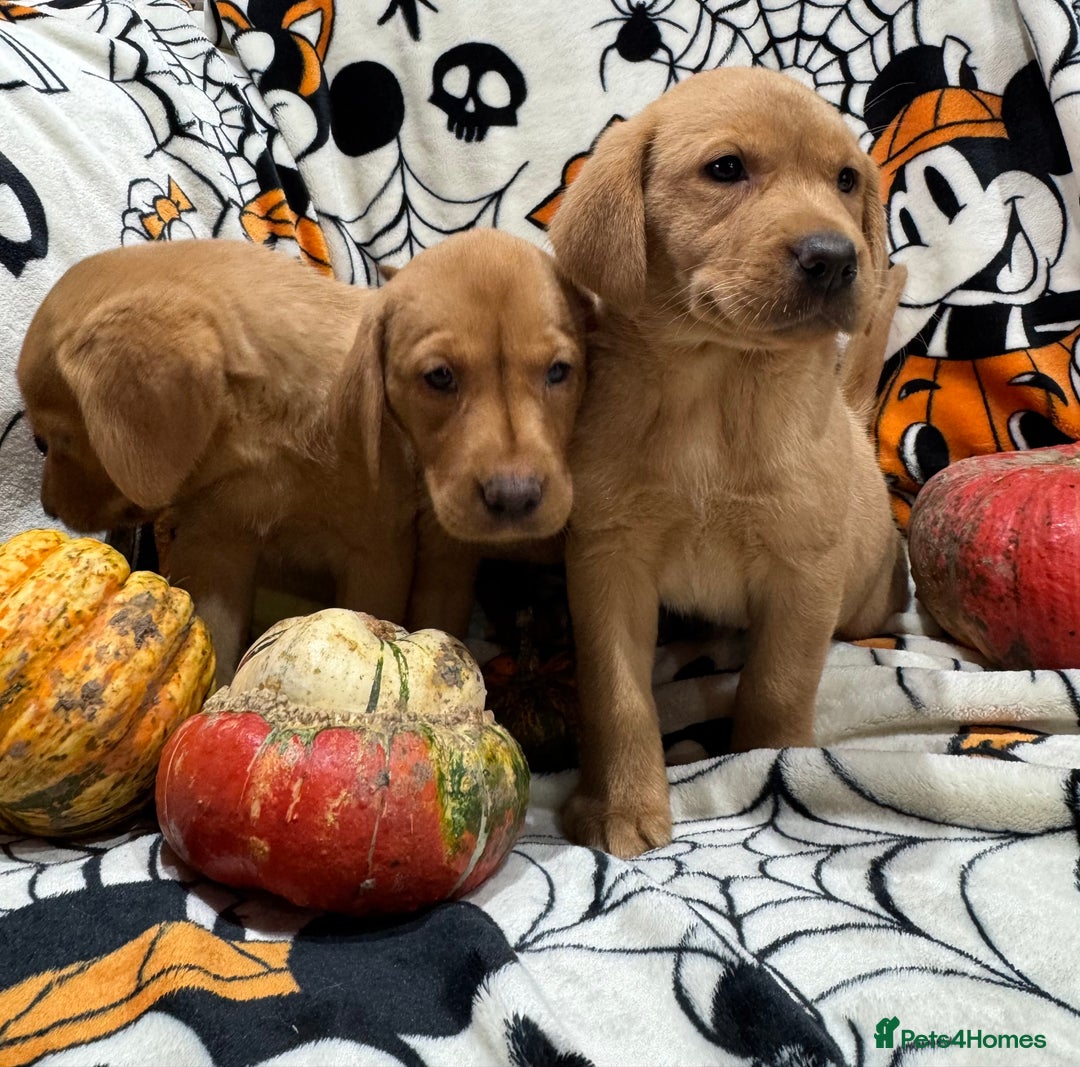 Labrador Retriever dogs for sale: Labrador pups - Image 5