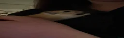 Gerbil rodents for sale: Two male Gerbils, Ronnie and Reggie in Tiverton - Advert 11