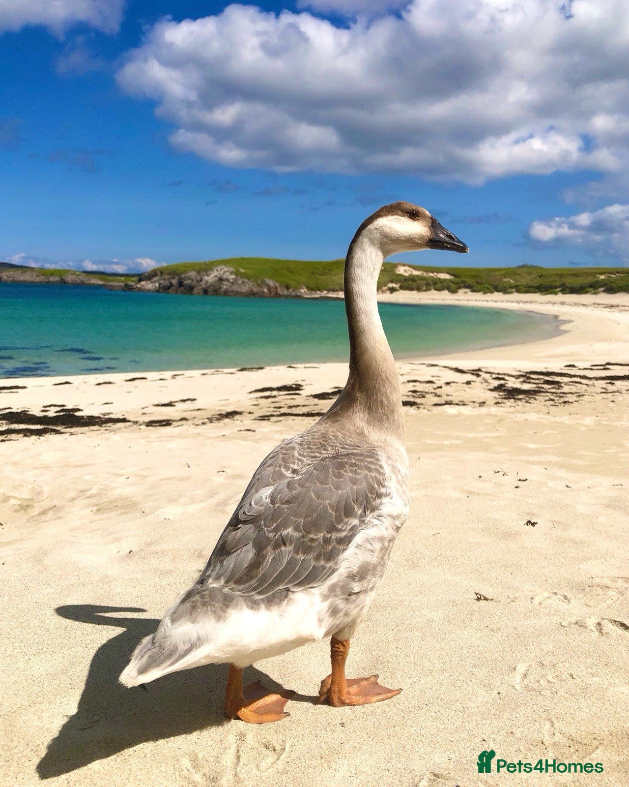Geese poultry 4 Chinese Goose Hatching Eggs-brown,white,lavender - Advert 9