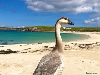 Geese poultry 4 Chinese Goose Hatching Eggs-brown,white,lavender - Advert 9