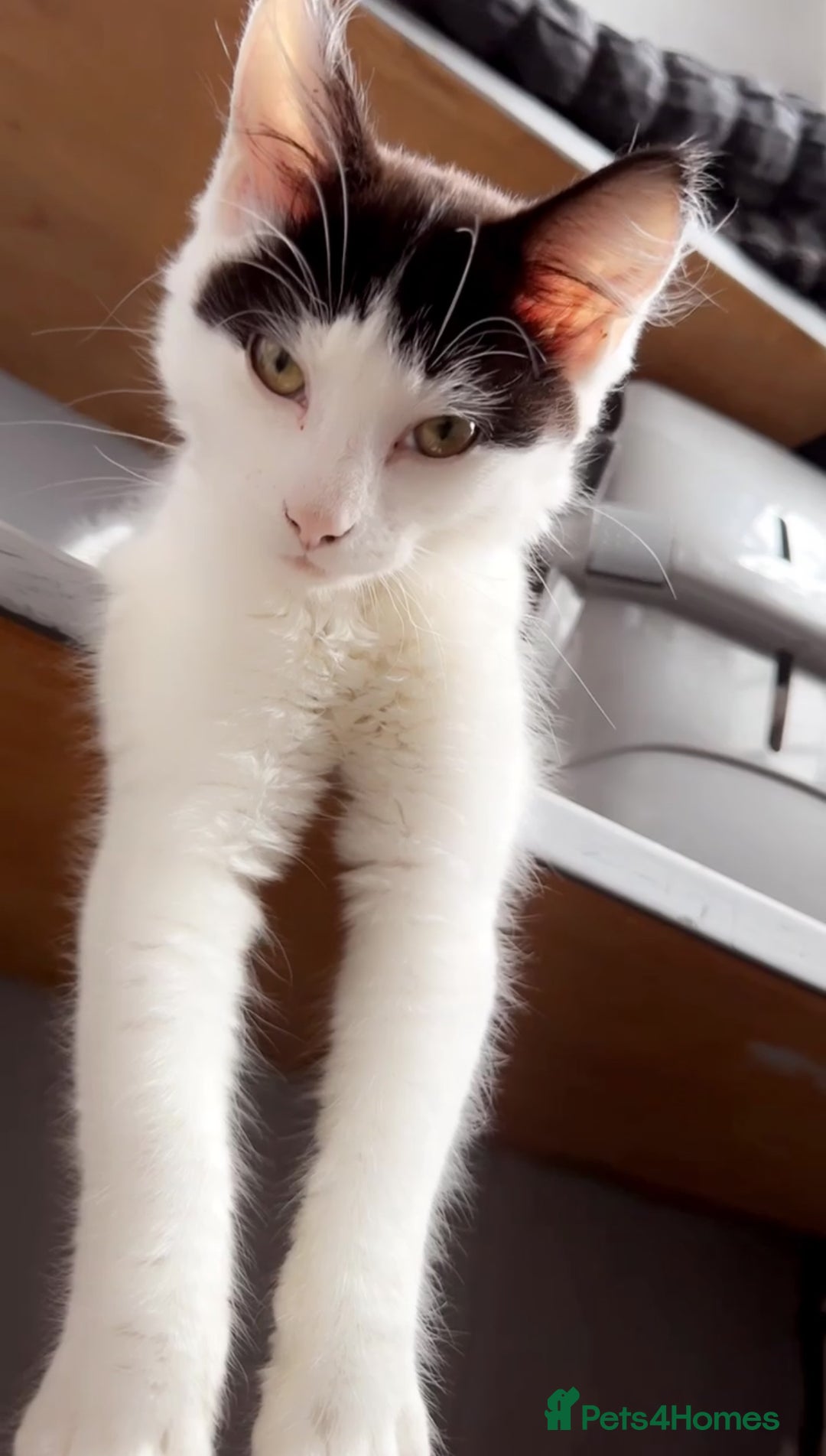 Mixed Breed cats for sale: For sale 3 female kittens and 1 older male kitten - Image 2