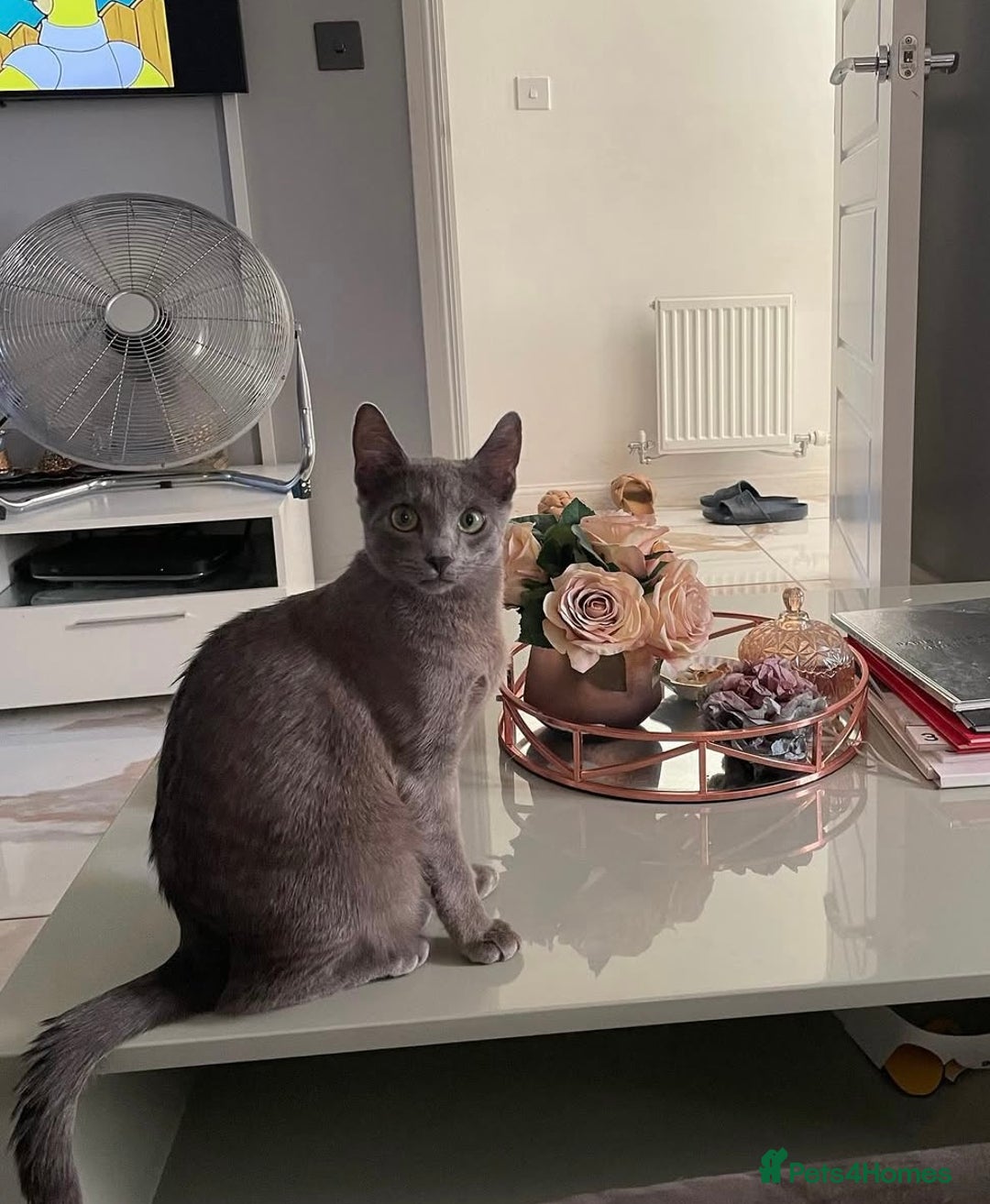 Russian Blue cats for sale: Pure pedigree Tica registered Russian blue girl  - Advert 3