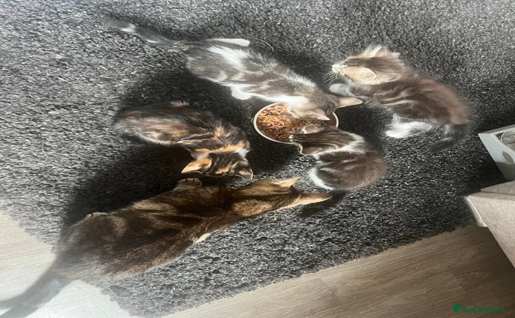 Mixed Breed cats - Advert 5