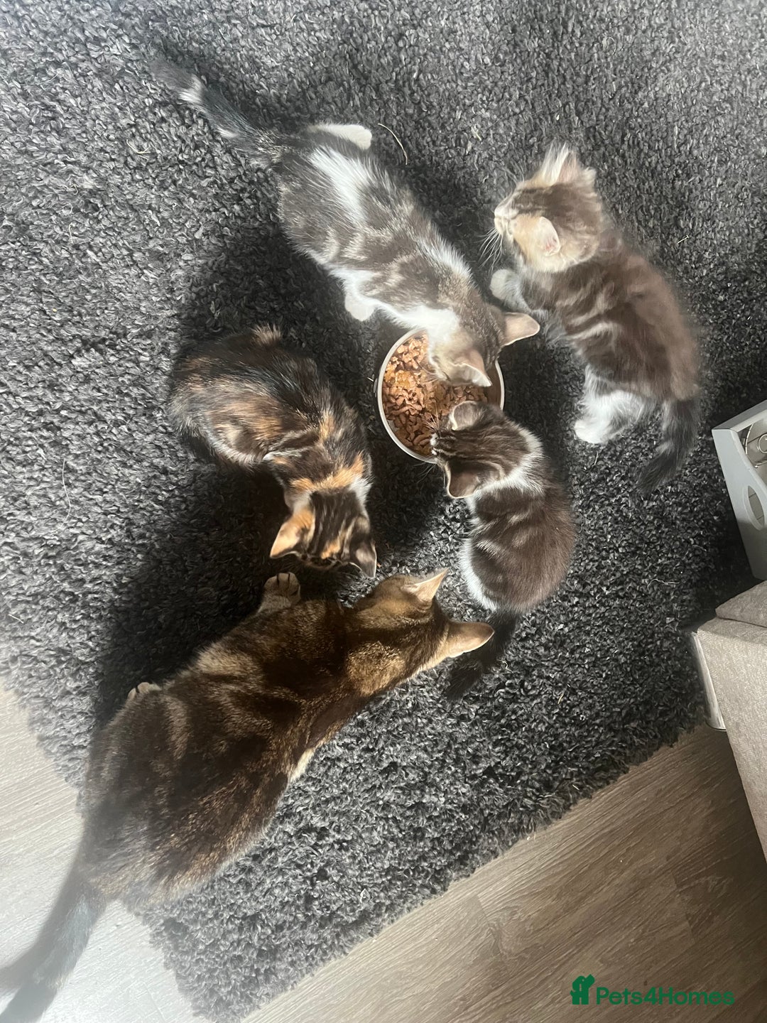 Mixed Breed cats for sale: 4 x kittens ready  - Image 1
