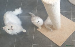 Persian cats for sale: 🌟2 Beautiful Pedigree Chinchilla Persian Kitten🌟 - Image 19