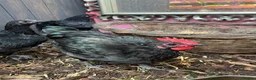 Chickens poultry for sale: 3 cocks silkie & australorp bantam  in Rugby - Advert 4