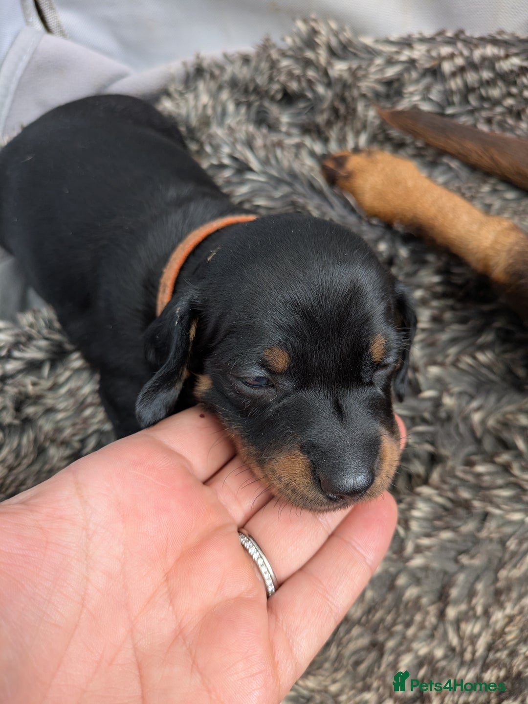 Dachshund dogs for sale: 🐾 Standard Dachshund Puppies-Absolutely perfect🐾 - Image 11