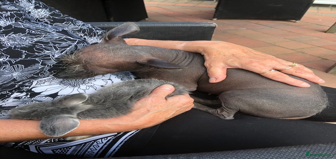 Gallery Image {{count}}