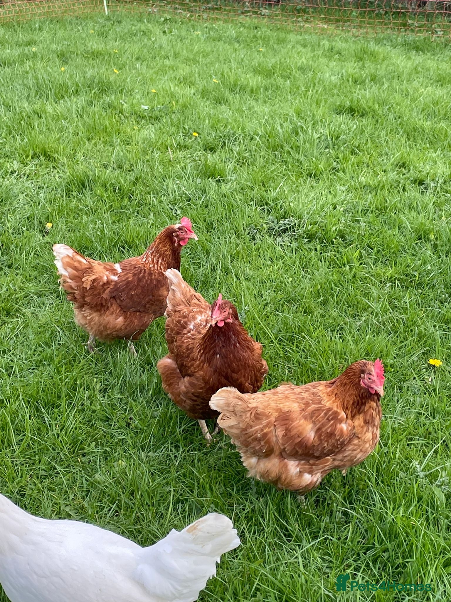 Chickens poultry POINT OF LAY HENS  - Advert 1