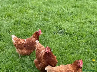 Chickens poultry POINT OF LAY HENS - Advert 1