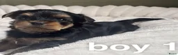 Yorkshire Terrier dogs for sale: Gorgeous Yorkshire terrier Puppies  - Advert 3
