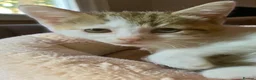 Mixed Breed cats for sale: Beautiful fluffy friendly babies - Advert 26